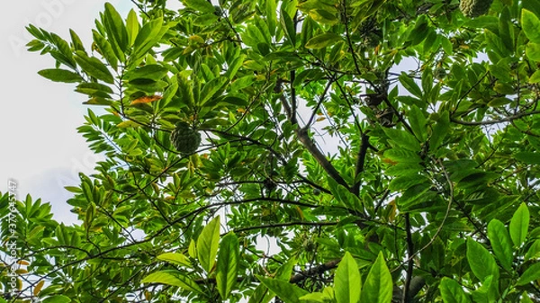 Fototapeta a green apple on tree along with sky