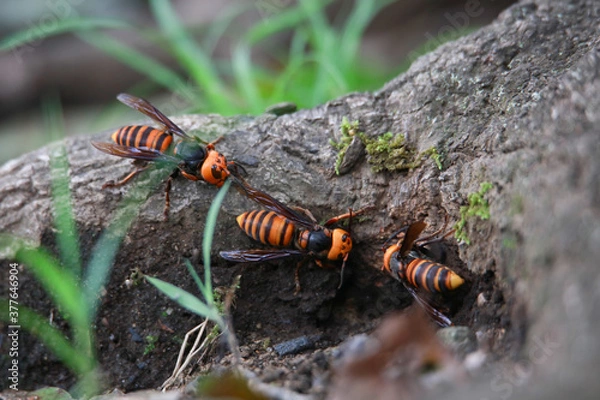 Fototapeta スズメバチ