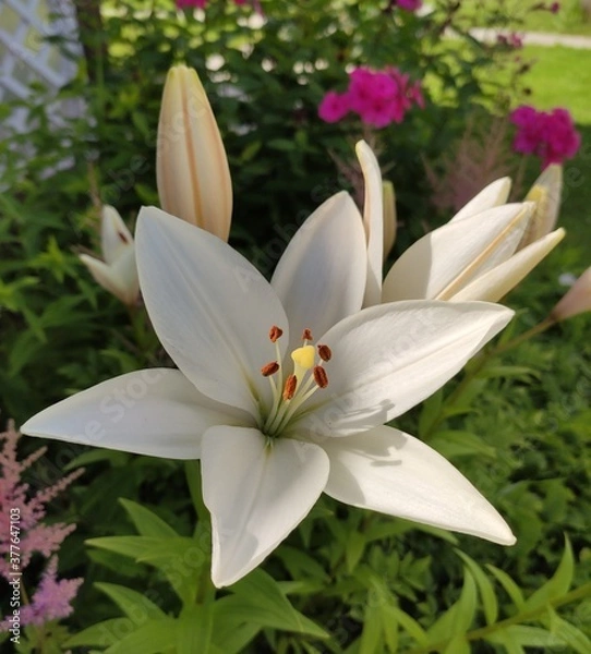 Fototapeta białe lilie letnie słońce piękno