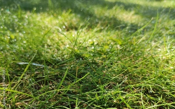 Fototapeta green grass with dew drops summer sun