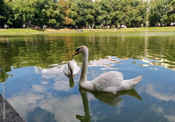 Obraz swans on the Patriarch's Ponds