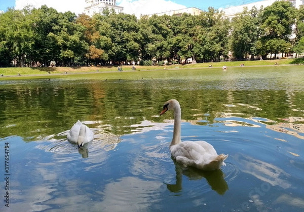 Obraz swans on the Patriarch's Ponds
