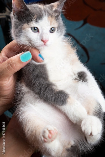 Obraz hand and kitten