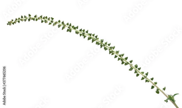 Fototapeta Macro flower Common Ragweed (Ambrosia artemisiifolia) isolated on white background