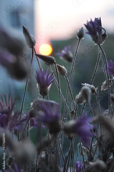 Fototapeta sunset flowers