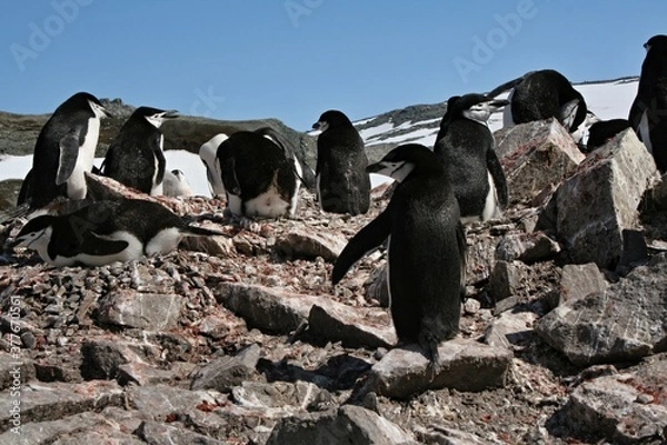 Fototapeta Chinstrap penquin / Pygoscelis antracticus / It is up to 68 centimeters tall, weighing about 4.5 kilograms. It is easy to recognize the narrow black stripe beneath the beak. Roberts island.Antarctica