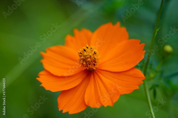 Fototapeta 緑の葉を背景に満開のコスモス