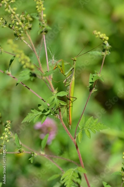 Fototapeta Praying Mantis