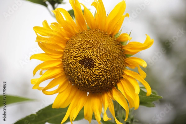 Fototapeta sunflower