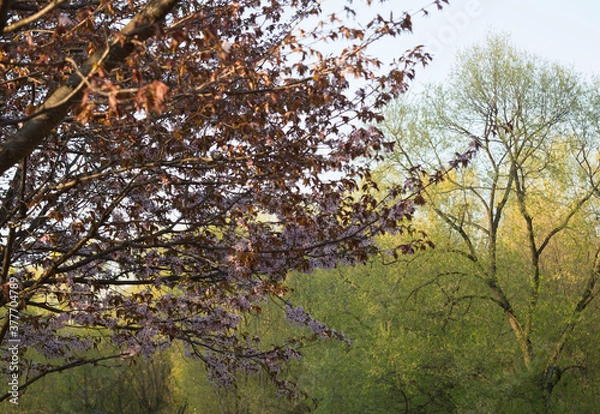 Fototapeta The tree 1