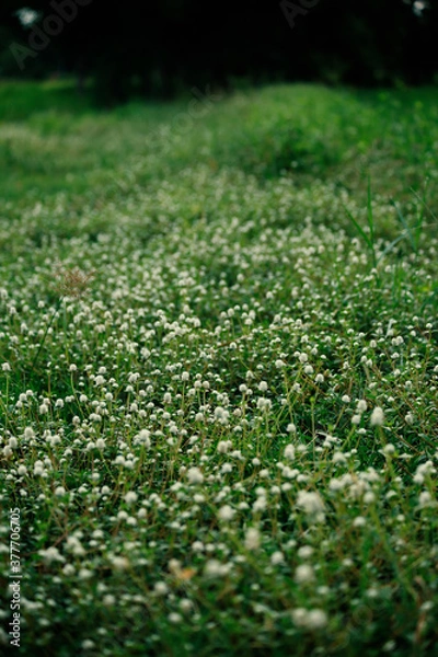 Fototapeta green grass background