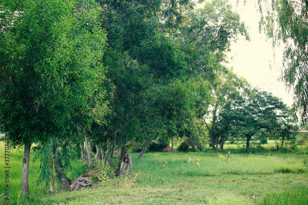 Fototapeta landscape with trees
