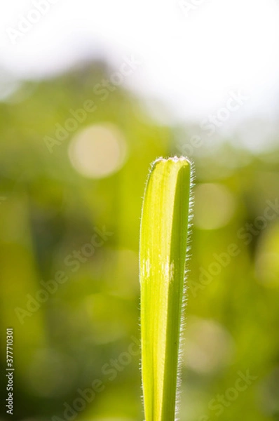 Fototapeta dew drops on the grass