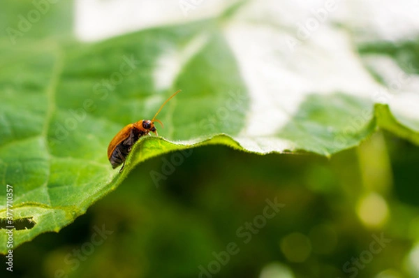 Fototapeta ladybug on leaf