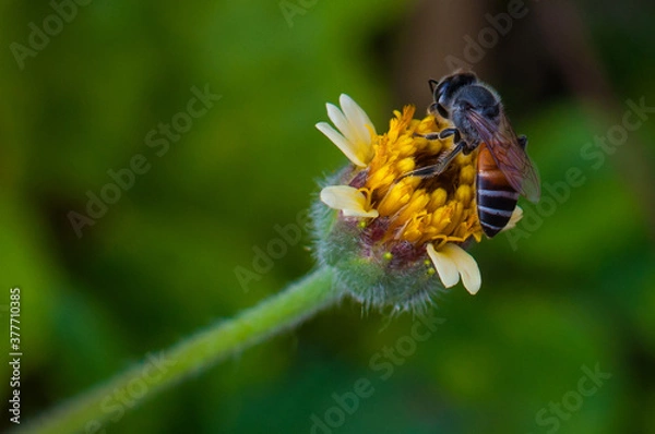 Fototapeta bee on a flower