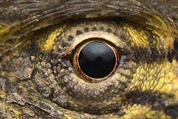 Fototapeta Macro eye reptile 