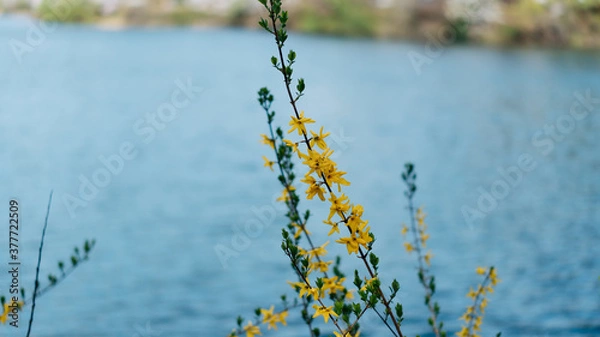 Obraz flower in river