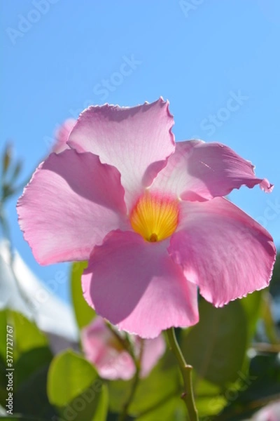 Fototapeta Flor Rosada 
