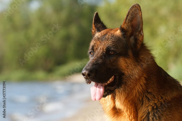 Obraz German shepherd by the water