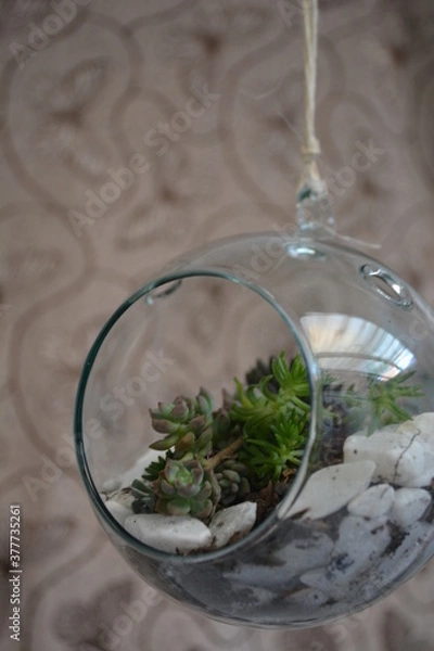 Fototapeta Terrario 4
