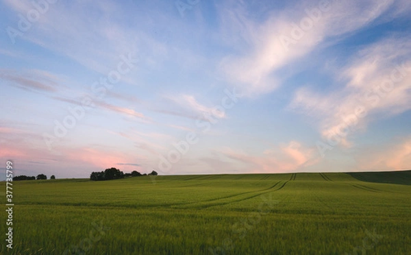 Obraz sunset over the field