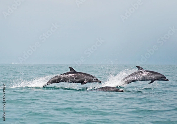 Fototapeta two dolphins jumping