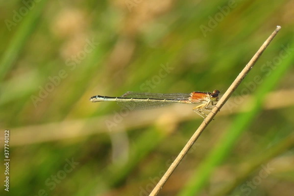 Fototapeta Western Willow Spreadwing (Chalcolestes viridis)