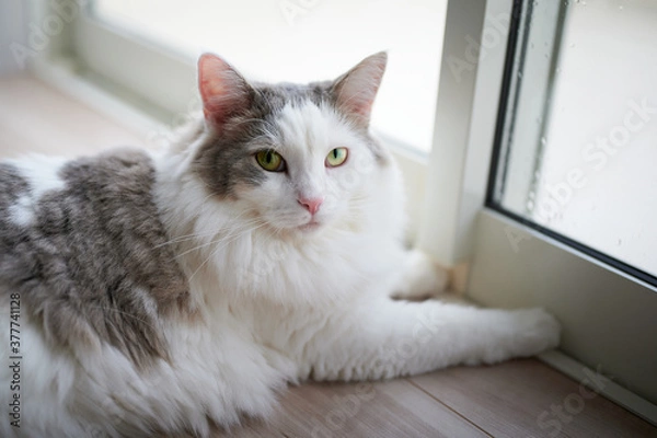 Obraz 窓の隣に座っている白い猫が振り向いている