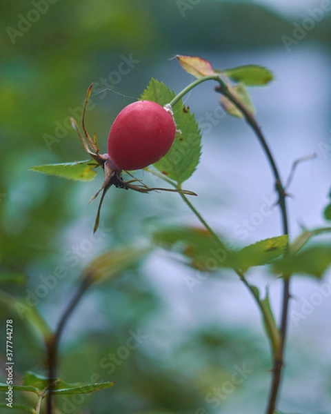 Fototapeta Red rose hips close up on a branch