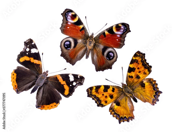Obraz three beautiful butterflies isolated on a white background