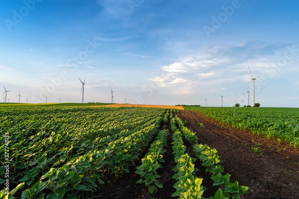 Obraz Renewable energy with wind farm turbines and generators in the sunset, beautiful landscape 