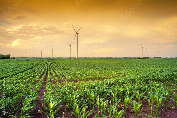 Obraz Renewable energy with wind farm turbines and generators in the sunset, beautiful landscape 