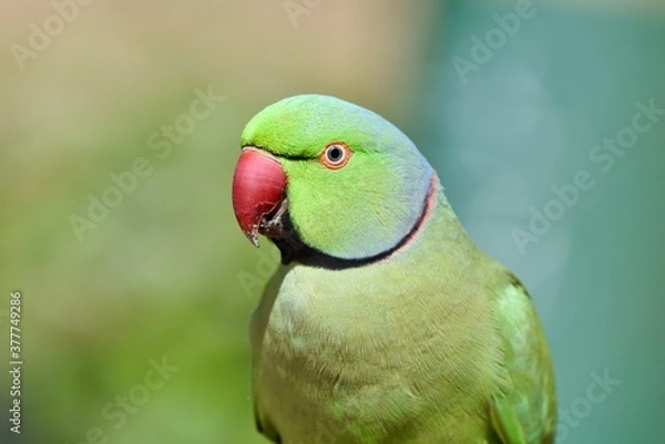 Obraz green winged parrot
