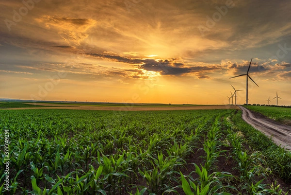Obraz Renewable energy with wind farm turbines and generators in the sunset, beautiful landscape 