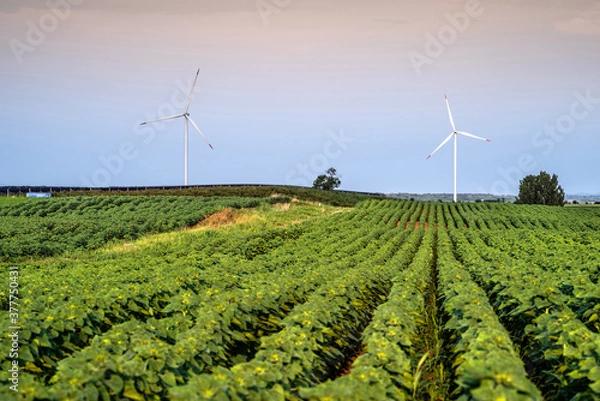 Obraz Renewable energy with wind farm turbines and generators in the sunset, beautiful landscape 