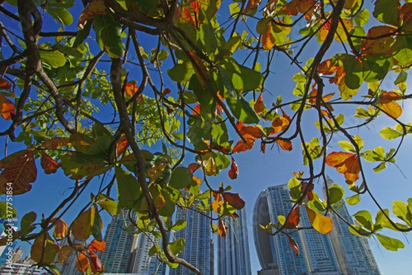 Fototapeta autumn tree branches