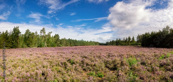 Obraz Heathland De Dellen