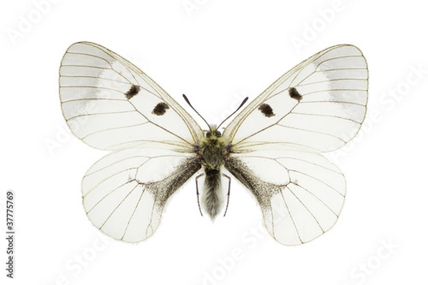 Obraz Parnassius mnemosyne