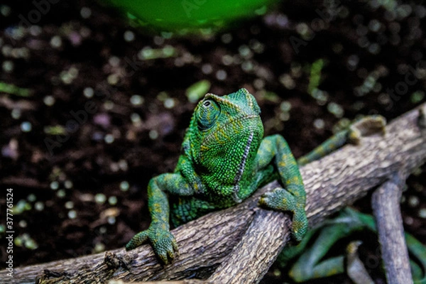 Fototapeta chameleon