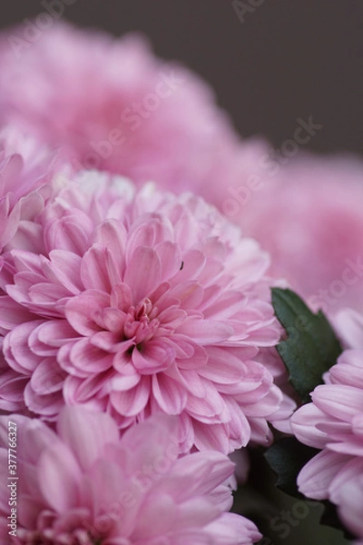 Obraz pink chrysanthemum flower close up