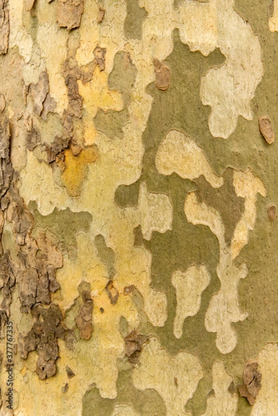Obraz Sycamore bark