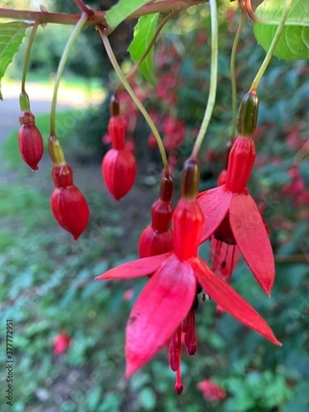 Obraz red and yellow flowers
