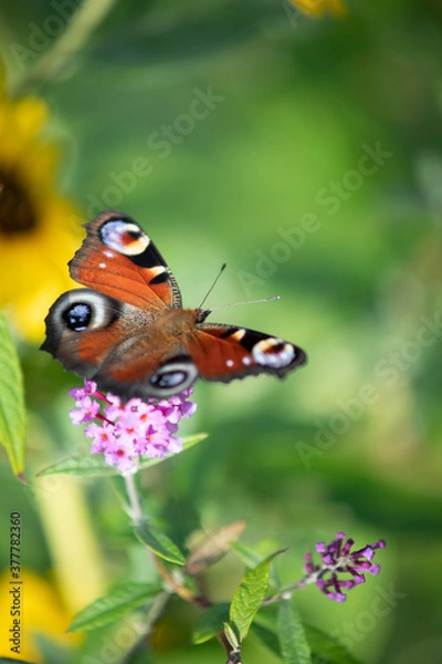 Obraz butterfly on flower