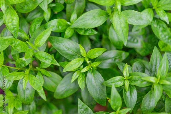 Obraz Andrographis paniculata plant on background