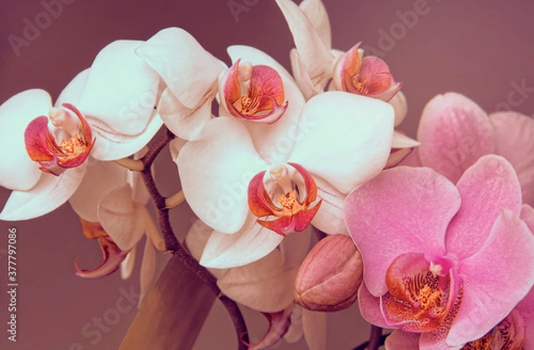 Fototapeta Orchids are one of the most beautiful flowers