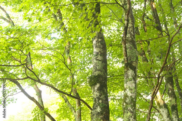 Fototapeta 森の木々　愛知県豊田市　稲武地区　日本