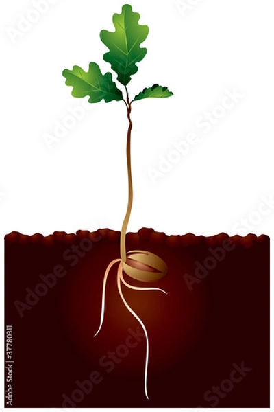 Obraz Oak Tree Sapling