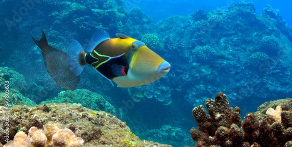 Fototapeta Picasso Triggerfish w Black Rock, Kaanapali, Maui.