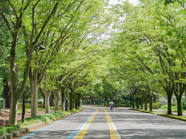 Obraz 駒沢公園　通り