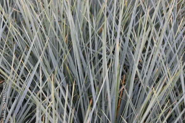 Obraz green hard grass